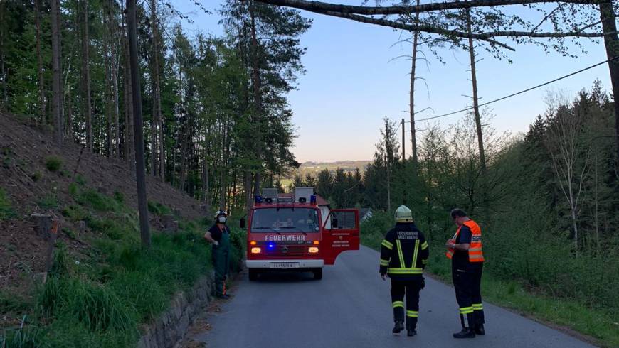 Baum über Strom- und Telefonkabel (22.04.2020)