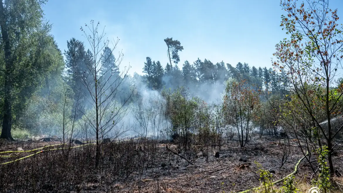 Brand Wiese (13.08.2026)