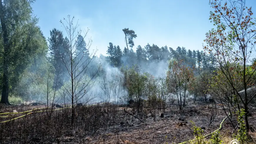 Brand Wiese (13.08.2026)